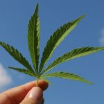 Cannabis-prensa-conicet